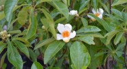 Franklinia Tree: a rare treasure