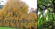 Featured Plant: Weeping Katsura Tree 'Amazing Grace'