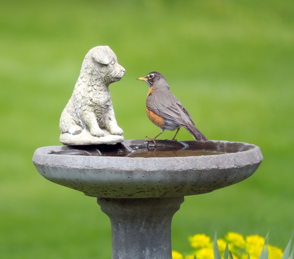 Do Birds Like Low Bird Baths 