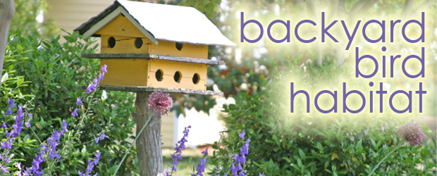 Fc Backyard Bird Habitat The Rock Pile Garden Center