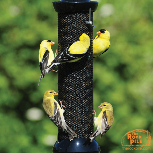 High Capacity 8 Port Bird Feeder at Backyard Wild Birds